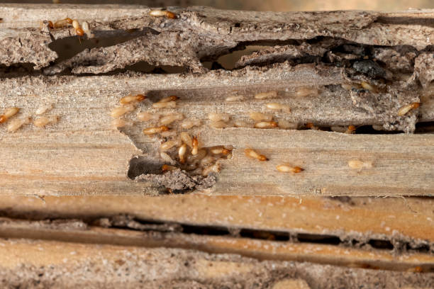 Best Ant Control Services  in Woody, WA