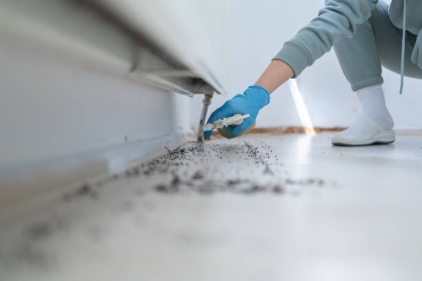 Best Termite Control Services  in Woody, WA